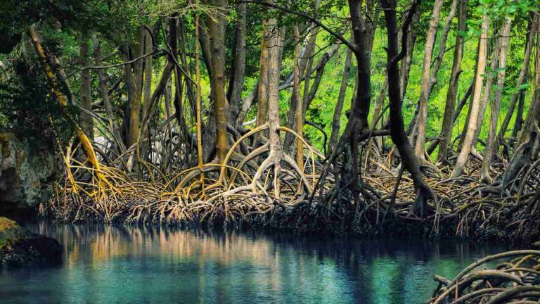 Mangroves