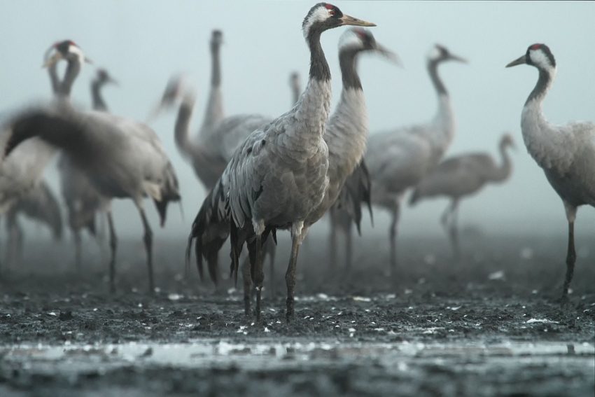 Animal Migrations: Learn About the Incredible Journeys of Birds, Fishes and Others (Part 2)