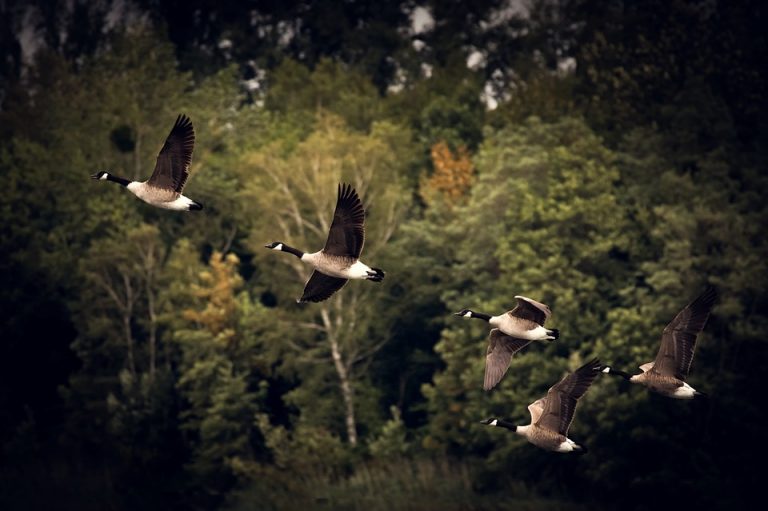 Animal Migrations: Learn About the Incredible Journeys of Birds, Fishes and Others