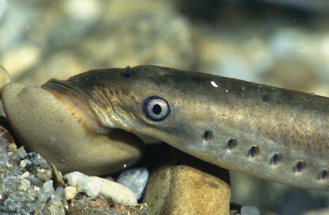 Lampray Eel