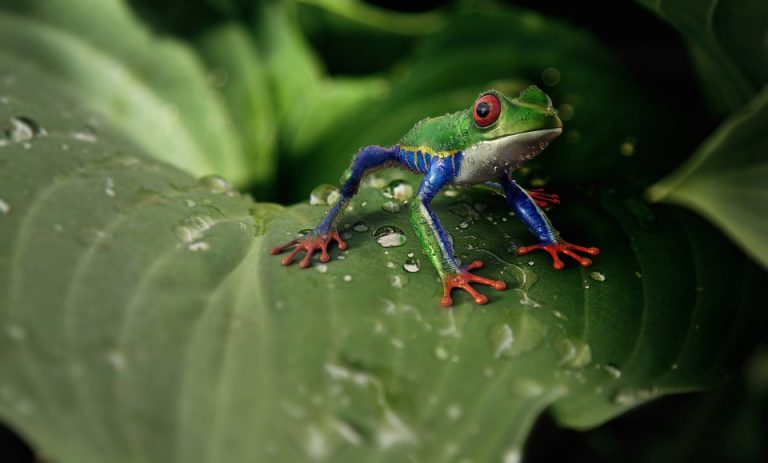 The Amphibians: Life Cycles Of Frogs, Salamanders And Their Kin