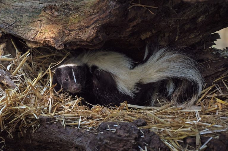 Learning More About the Notorious Skunks