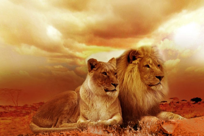 Biblical Animals: Times When God Used Animals to Accomplish His Purpose (Part 3)