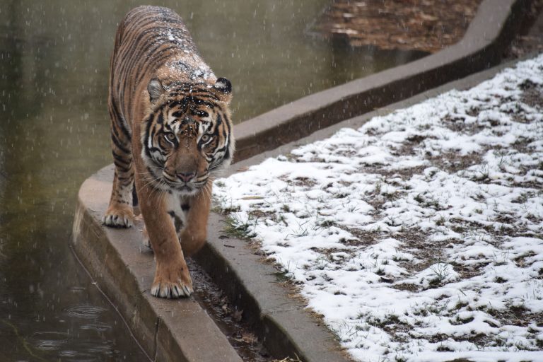 Zoo Attacks and People Who Survived Them