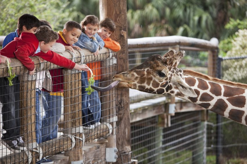 What Are the Best Zoos to Visit in 2022?