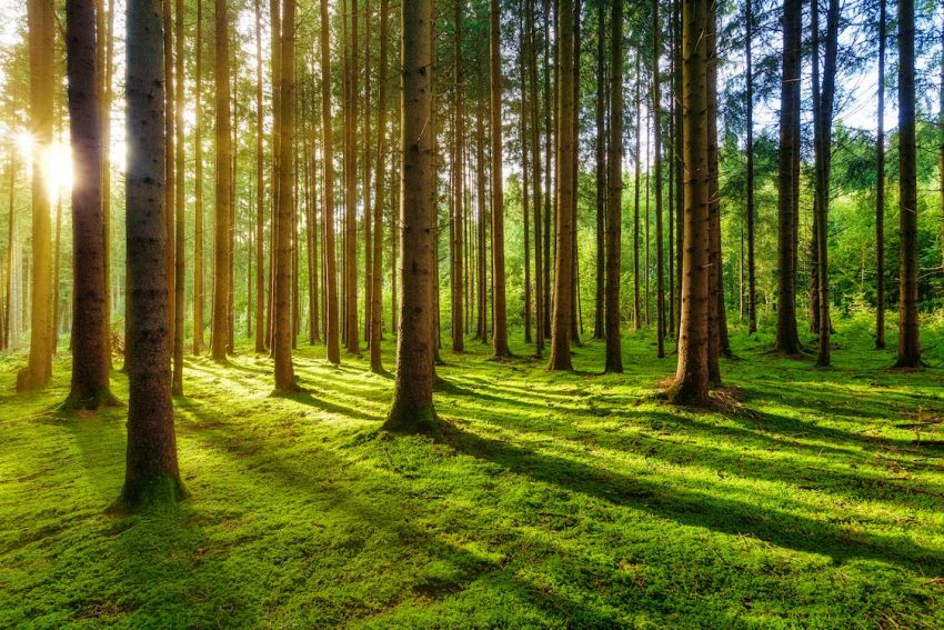 Sustainably Managed Forests