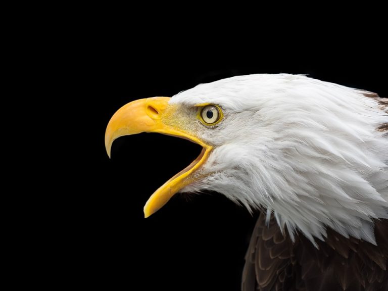 Eagles: The Majestic Birds of Prey