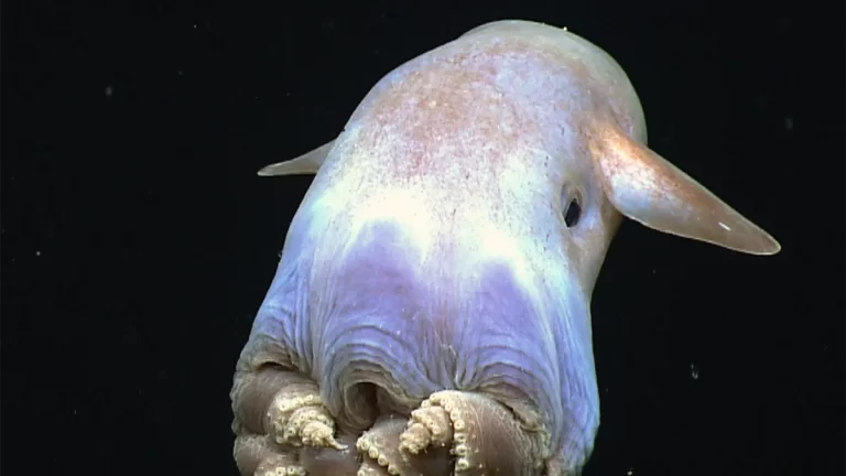 7 of the Weirdest Deep-Sea Creatures That Lurk in the Oceans