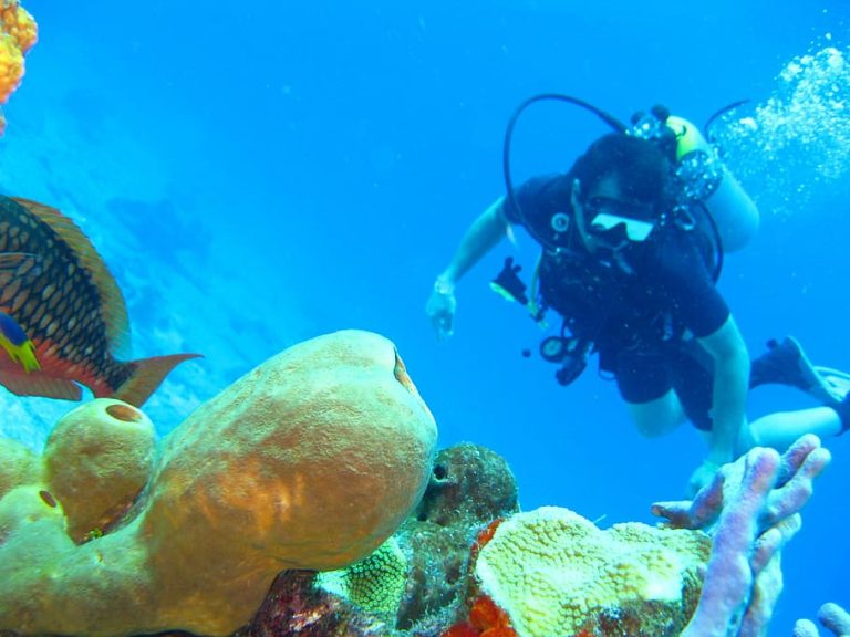 How to Dive into the Mysteries of Our Oceans: A Guide to Exploring the Fragile Beauty Beneath the Surface