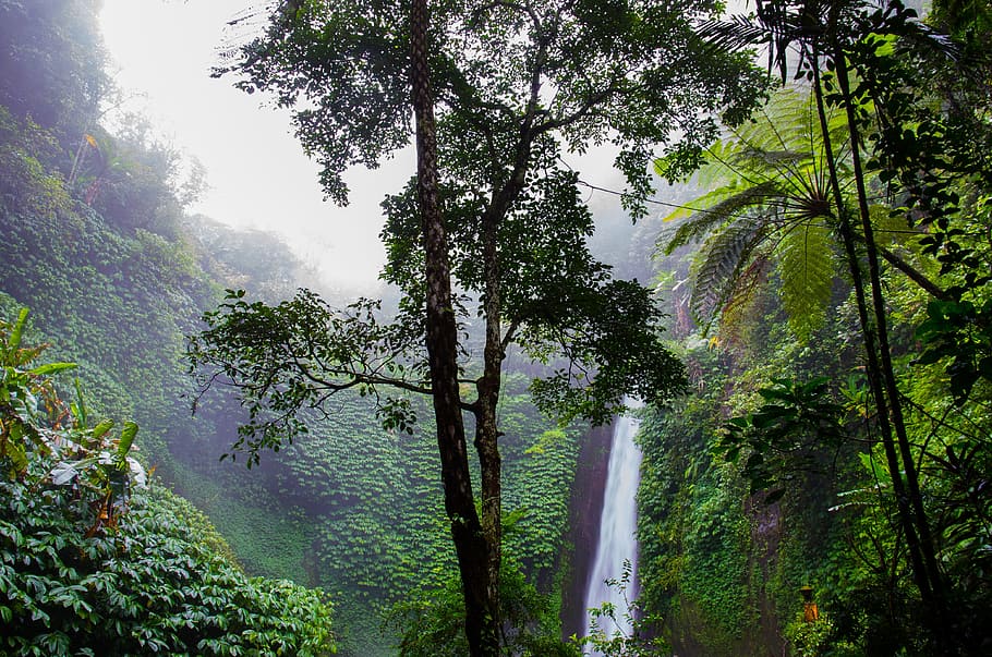 How to Harness the Power of Rainforests: The Critical Role of Rainforests in Climate Regulation