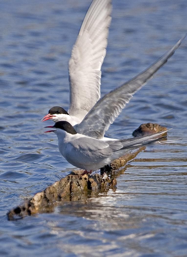 A Guide to Witnessing the Marvels of Animal Movements